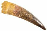 Real Fossil Spinosaurus Tooth - Excellent Tip & Enamel #343580-1